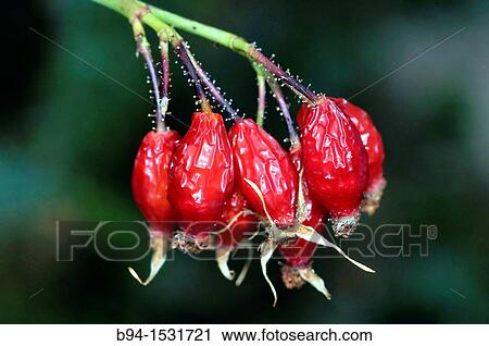 Rose hips (Rosa canina). Osseja, Languedoc-Roussillon, Pyrenees Orientales, France. View Large Photo Image Stock Image - Rose hips (Rosa canina). Osseja, Languedoc-Roussillon, Pyrenees Orientales, France.. Fotosearch