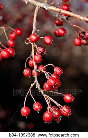 Rose hips (Rosa canina). Osseja, Languedoc-Roussillon, Pyrenees Orientales, France View Large Photo Image Stock Photo - Rose hips (Rosa canina). Osseja, Languedoc-Roussillon, Pyrenees Orientales, France. Fotosearch