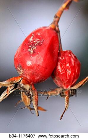Rose hips (Rosa canina). Osseja, Languedoc-Roussillon, Pyrenees Orientales, France View Large Photo Image Stock Photo - Rose hips (Rosa canina). Osseja, Languedoc-Roussillon, Pyrenees Orientales, France. Fotosearch
