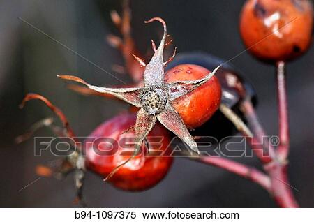 Rose hips (Rosa canina). Osseja, Languedoc-Roussillon, Pyrenees Orientales, France. View Large Photo Image Stock Photography - Rose hips (Rosa canina). Osseja, Languedoc-Roussillon, Pyrenees Orientales, France.. Fotosearch
