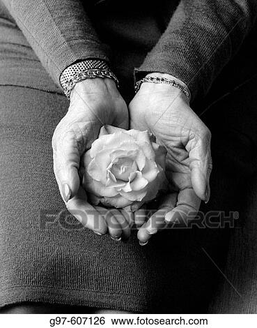Stock Photograph - Rose in old hands. Fotosearch