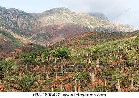 Rose of Desert (Adenium obesum ssp socotranum), Homhil plateau, Socotra island, listed as World Heritage by UNESCO, Hadhramaut governatorate, Yemen View Large Photo Image Stock Image - Rose of Desert (Adenium obesum ssp socotranum), Homhil plateau, Socotra island, listed as World Heritage by UNESCO, Hadhramaut governatorate, Yemen. Fotosearch