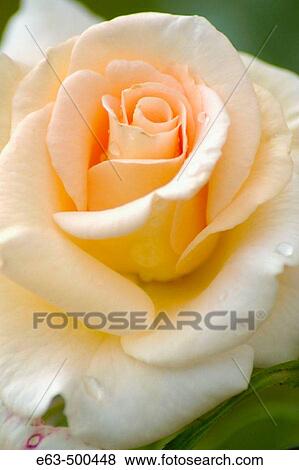 Rose (Rosa)? Royalist Dream?. Bloomfield, Ontario, Canada View Large Photo Image Stock Photo - Rose (Rosa)? Royalist Dream?. Bloomfield, Ontario, Canada. Fotosearch