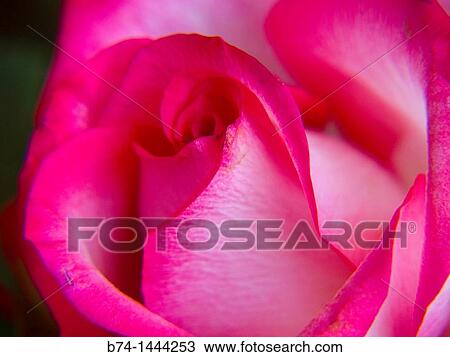 rose, rosa View Large Photo Image Stock Image - rose, rosa. Fotosearch