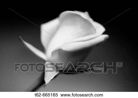 Rose View Large Photo Image Stock Photography - Rose. Fotosearch