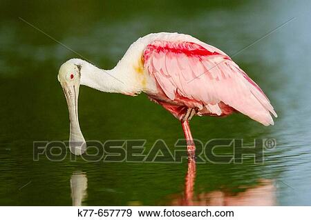 Roseate Spoonbill (Ajaia ajaja). Florida, USA. View Large Photo Image Stock Photo - Roseate Spoonbill (Ajaia ajaja). Florida, USA.. Fotosearch