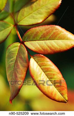 Rosebush. View Large Photo Image Stock Photo - Rosebush.. Fotosearch
