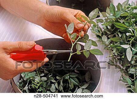 Stock Image - Roses cuttings. Fotosearch