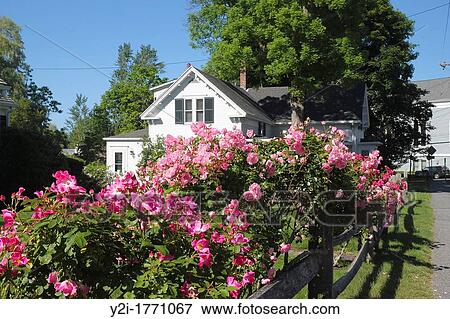 Roses on a fence in the town of Sandwich, Cape Cod, Massachusetts View Large Photo Image Stock Photo - Roses on a fence in the town of Sandwich, Cape Cod, Massachusetts. Fotosearch