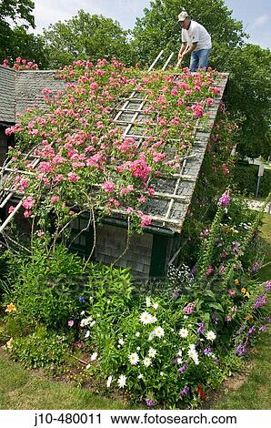 Roses on cottages, fix the trellis, Siasconset, Nantucket Island, Massachusetts. USA. View Large Photo Image Stock Image - Roses on cottages, fix the trellis, Siasconset, Nantucket Island, Massachusetts. USA.. Fotosearch
