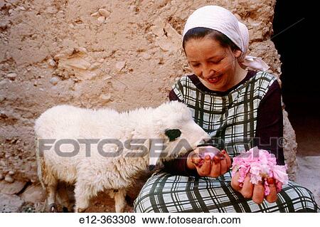 Roses (Rosa Damascena). Roses valley producer. M? Gouna. South. Morocco. View Large Photo Image Stock Photo - Roses (Rosa Damascena). Roses valley producer. M? Gouna. South. Morocco.. Fotosearch