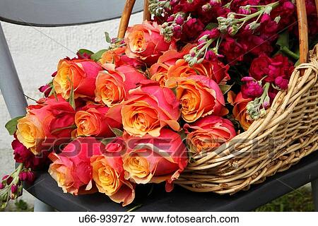 Roses View Large Photo Image Stock Photo - Roses. Fotosearch