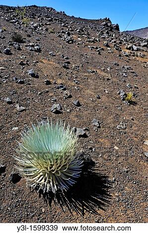 Rosette of endemic Silversword flower or ahinahina Argyroxiphium sandwicense, Haleakala crater, Maui Island, Hawaii Islands, USA View Large Photo Image Stock Photo - Rosette of endemic Silversword flower or ahinahina Argyroxiphium sandwicense, Haleakala crater, Maui Island, Hawaii Islands, USA. Fotosearch