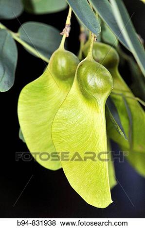 Rosewood (Tipuana tipu) samaras. Putget park, Barcelona, Catalonia, Spain View Large Photo Image Stock Photo - Rosewood (Tipuana tipu) samaras. Putget park, Barcelona, Catalonia, Spain. Fotosearch