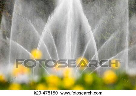 Ross Fountain and daffodil blooms in the Sunken Garden. The Butchart Gardens, Victoria, BC, Canada View Large Photo Image Stock Image - Ross Fountain and daffodil blooms in the Sunken Garden. The Butchart Gardens, Victoria, BC, Canada. Fotosearch