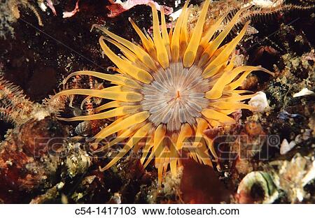 Rosy Anemone (Sagartia elegans var. aurantiaca), Eastern Atlantic, Galicia, Spain View Large Photo Image Stock Image - Rosy Anemone (Sagartia elegans var. aurantiaca), Eastern Atlantic, Galicia, Spain. Fotosearch