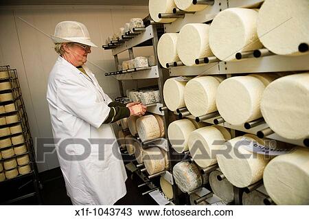 Rotating the cheeses at Caws Cenarth welsh organic farmhouse cheese makers, west wales UK View Large Photo Image Stock Image - Rotating the cheeses at Caws Cenarth welsh organic farmhouse cheese makers, west wales UK. Fotosearch