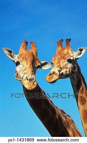 ROTHSCHILD? S GIRAFFE giraffa camelopardalis rothschildi, HEADS OF ADULTS View Large Photo Image Stock Photo - ROTHSCHILD? S GIRAFFE giraffa camelopardalis rothschildi, HEADS OF ADULTS. Fotosearch