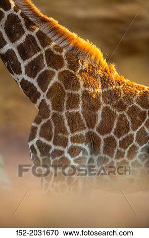 Stock Image - Rothschild's giraffe (Giraffa camelopardalis rothschildi), Kenya, Africa. Fotosearch