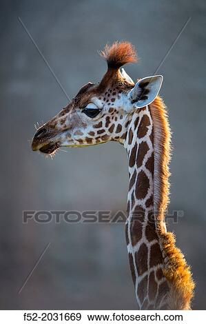 Rothschild's giraffe (Giraffa camelopardalis rothschildi), Kenya, Africa View Large Photo Image Stock Photo - Rothschild's giraffe (Giraffa camelopardalis rothschildi), Kenya, Africa. Fotosearch