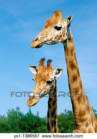Rothschild's Giraffe, giraffa camelopardalis rothschildi, Portrait of Adults View Large Photo Image Stock Photo - Rothschild's Giraffe, giraffa camelopardalis rothschildi, Portrait of Adults. Fotosearch