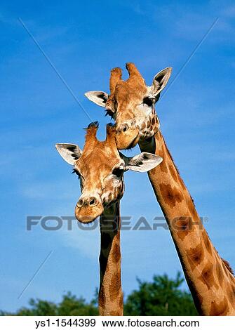 Rothschild's Giraffe, giraffa camelopardalis rothschildi View Large Photo Image Stock Photo - Rothschild's Giraffe, giraffa camelopardalis rothschildi. Fotosearch