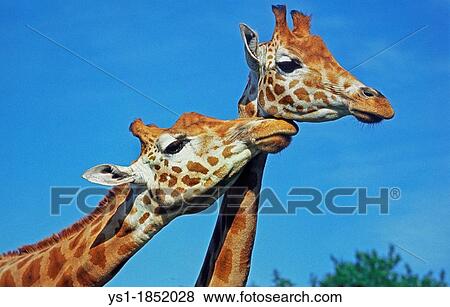 Rothschild's Giraffe, giraffa camelopardalis rothschildi, Nakuru Lake in Kenya View Large Photo Image Stock Photo - Rothschild's Giraffe, giraffa camelopardalis rothschildi, Nakuru Lake in Kenya. Fotosearch
