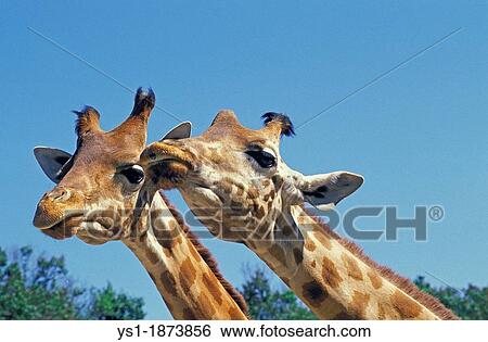 Rothschild's Giraffe, giraffa camelopardalis rothschildi, Nakuru Lake in Kenya View Large Photo Image Stock Photograph - Rothschild's Giraffe, giraffa camelopardalis rothschildi, Nakuru Lake in Kenya. Fotosearch