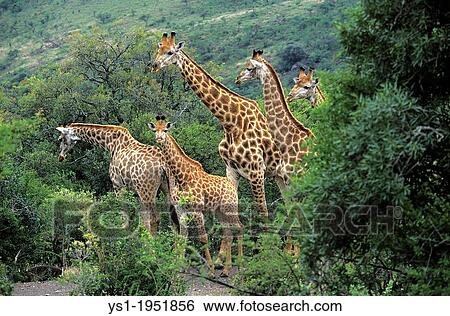 Stock Photograph - Rothschild's Giraffe, giraffa camelopardalis rothschildi, Herd emerging from Bush, Nakuru park in Kenya.. Fotosearch