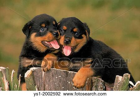 Stock Image - Rottweiler Dog, Pup standing on Stock.. Fotosearch
