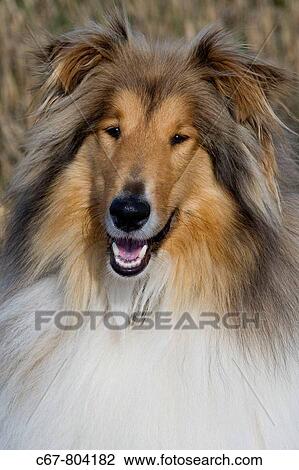 Rough Collie Portrait Norfolk UK September View Large Photo Image Stock Image - Rough Collie Portrait Norfolk UK September. Fotosearch