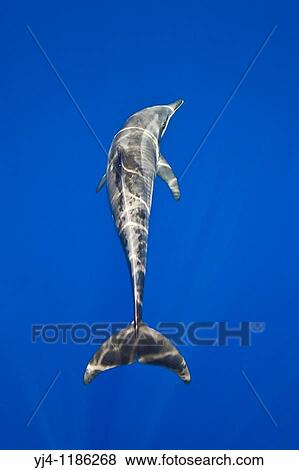 Stock Photo - rough-toothed dolphin, Steno bredanensis, Kona Coast, Big Island, Hawaii, USA, Pacific Ocean. Fotosearch