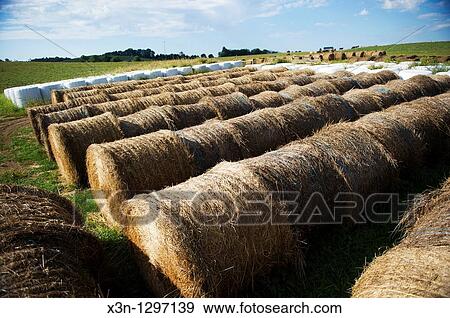 Round hay bales. View Large Photo Image Stock Photo - Round hay bales.. Fotosearch