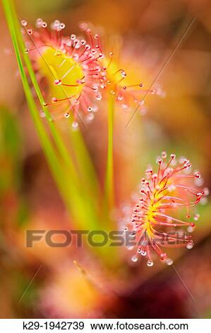 Stock Photo - Round-leaf sundew (Drosera rotundifolia) in a bonsai forest bog., Haida Gwaii (Gwaii Haanas National Park), British Columbia, Canada.. Fotosearch
