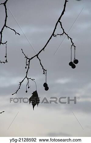round seeds on bare tree branches View Large Photo Image Stock Image - round seeds on bare tree branches. Fotosearch