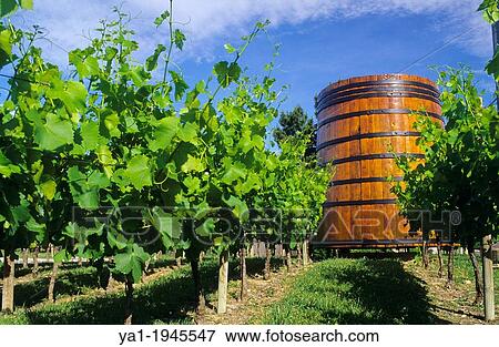 Stock Photo - Roussillon vineyard with typical oak wine tank,, Eastern Pyrenees, Languedoc-Roussillon, France.. Fotosearch