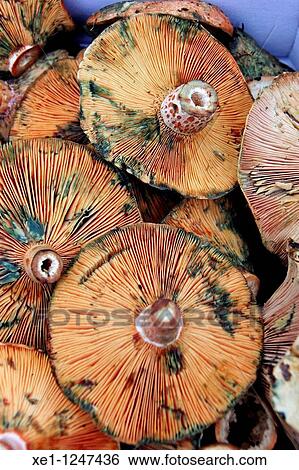 Rovellons, mushrooms, food. View Large Photo Image Stock Photograph - Rovellons, mushrooms, food.. Fotosearch
