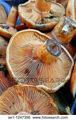Stock Photograph - rovellons, mushrooms, rovellons, mushrooms. Fotosearch