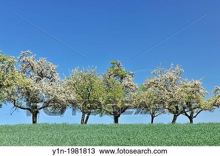Row of Blooming Apple Trees in the Spring, Moenchberg, Spessart, Bavaria, Germany. View Large Photo Image Stock Image - Row of Blooming Apple Trees in the Spring, Moenchberg, Spessart, Bavaria, Germany.. Fotosearch