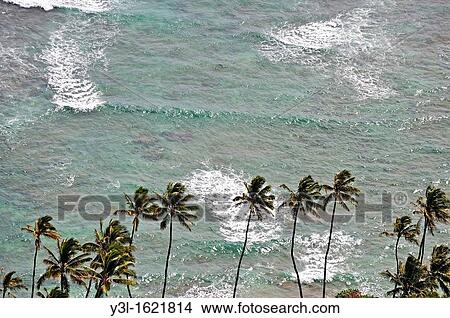 Row of palm trees on ocean background, Honolulu, Oahu Island, Hawaii Islands, USA View Large Photo Image Picture - Row of palm trees on ocean background, Honolulu, Oahu Island, Hawaii Islands, USA. Fotosearch