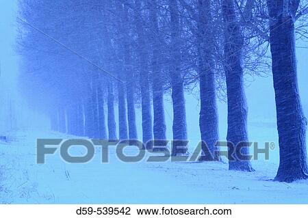 Stock Image - Row of trees, during snowstorm, Montreal. Quebec. Canada. Fotosearch