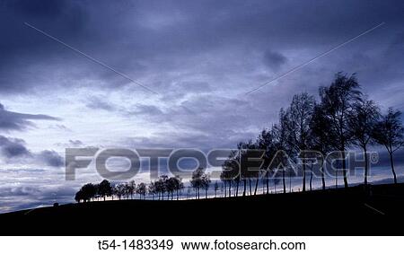 Row of trees in a very gloomy autumn weather mood View Large Photo Image Stock Photo - Row of trees in a very gloomy autumn weather mood. Fotosearch