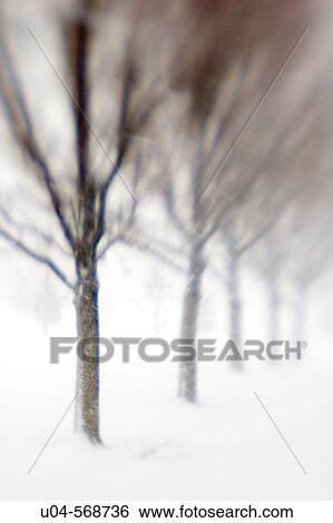 Row of trees in snowstorm, SLC, Utah. USA. View Large Photo Image Stock Photograph - Row of trees in snowstorm, SLC, Utah. USA.. Fotosearch
