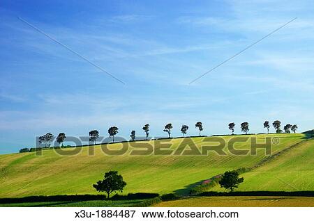 Row of trees near Haddon Hill, Exmoor near Dulverton, Somerset, England View Large Photo Image Stock Photo - Row of trees near Haddon Hill, Exmoor near Dulverton, Somerset, England. Fotosearch