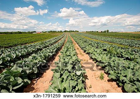 Rows of crops on farm near Chambersburg Pennsylvania USA View Large Photo Image Stock Photo - Rows of crops on farm near Chambersburg Pennsylvania USA. Fotosearch