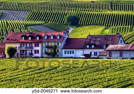 Rows of grape bushes around residential buildings, Aubonne, a village in the midst of the vineyards, well-known for its high quality wine, district of Morges, canton Vaud, Romandy, the French-speaking part of Switzerland View Large Photo Image Stock Image - Rows of grape bushes around residential buildings, Aubonne, a village in the midst of the vineyards, well-known for its high quality wine, district of Morges, canton Vaud, Romandy, the French-speaking part of Switzerland. Fotosearch
