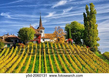 Rows of grape bushes around residential buildings and church, F? chy a village in the midst of the vineyards, well-known for its high quality wine, district Morges, canton Vaud, Romandy - the French-speaking part of Switzerland, autumn landscape View Large Photo Image Stock Image - Rows of grape bushes around residential buildings and church, F? chy a village in the midst of the vineyards, well-known for its high quality wine, district Morges, canton Vaud, Romandy - the French-speaking part of Switzerland, autumn landscape. Fotosearch