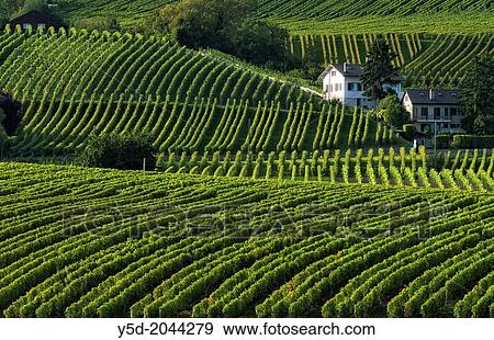 Stock Photo - Rows of grape bushes around residential buildings, Aubonne, a village in the midst of the vineyards, well-known for its high quality wine, district of Morges, canton Vaud, Romandy, the French-speaking part of Switzerland. Fotosearch