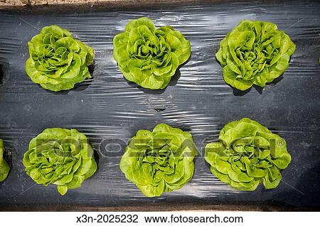 Rows of Lettuce. Biglersville Pennsylvania USA View Large Photo Image Stock Image - Rows of Lettuce. Biglersville Pennsylvania USA. Fotosearch