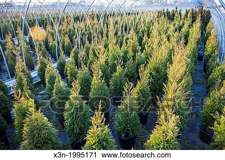 Stock Image - Rows of plants and shrubs on a nursery in southern Maryland.. Fotosearch